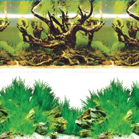 Фон "Таинственный лес/Новое утро" в зоомагазине Лепшы Сябар